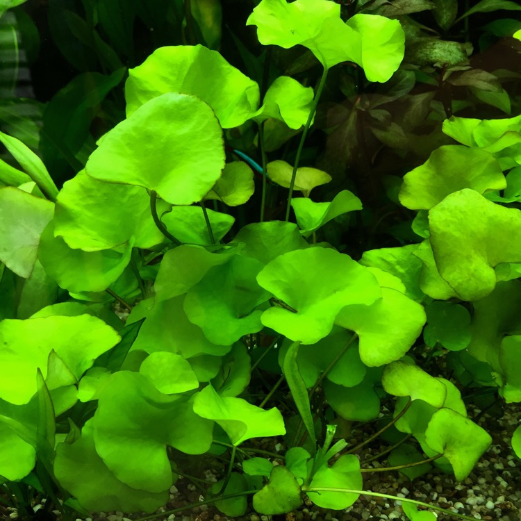 Nymphoides sp.Taiwan in pot